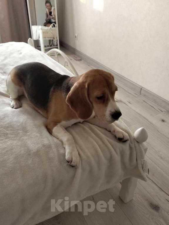 Собаки в Домодедово: Добрым хозяевам Девочка, 12 000 руб. - фото 2