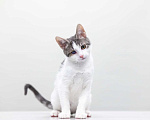 Кошки в Москве: котенок Захар Мальчик, Бесплатно - фото 2
