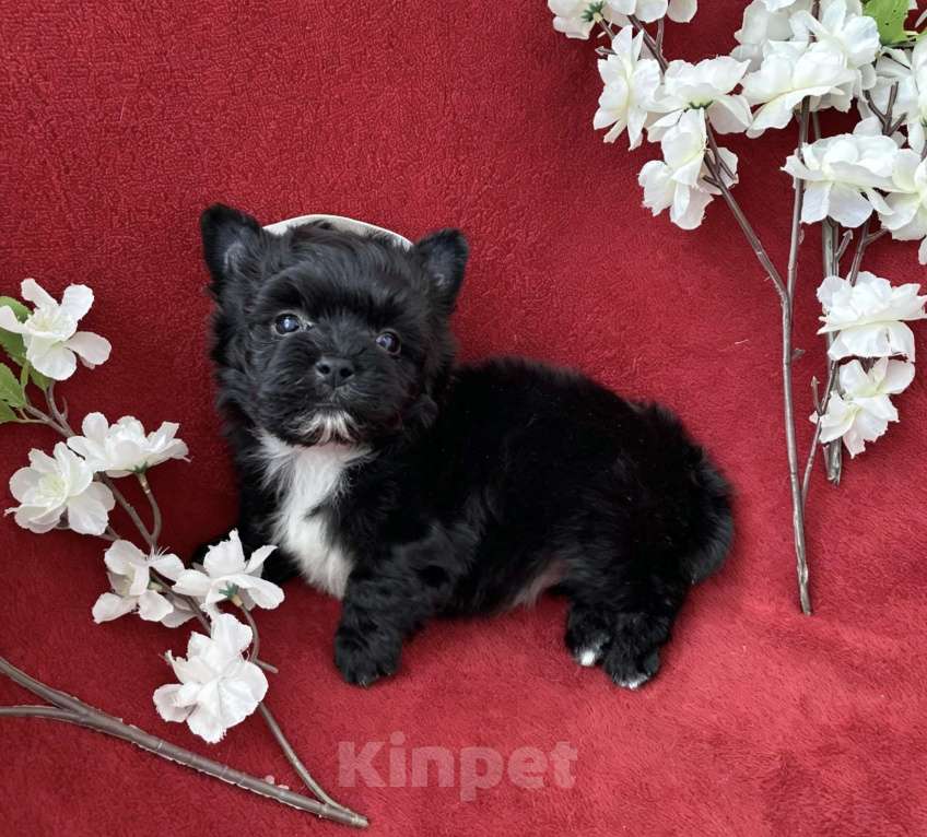 Собаки в Москве: Чёрный йорк мальчик стандарт кукольный Мальчик, 80 000 руб. - фото 8
