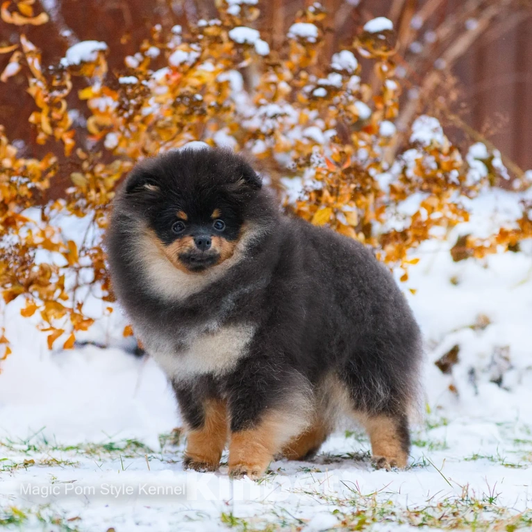 Собаки в Нижнем Новгороде: щенок померанский шпиц Мальчик, 80 000 руб. - фото 1