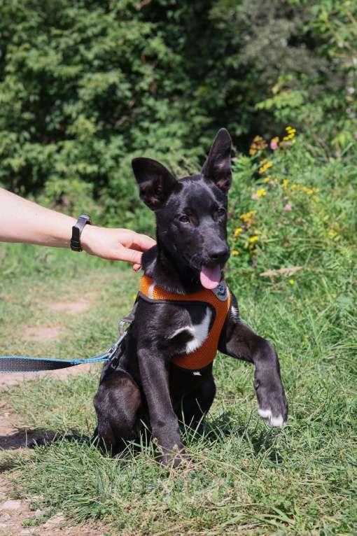 Собаки в Подольске: Щенок 3,5 месяца Хоста в добрые руки  Девочка, Бесплатно - фото 3