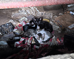 Кошки в Санкт-Петербурге: Котятам нужна помощь Разнополые, Бесплатно - фото 2