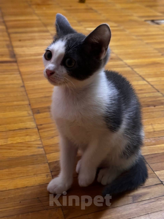 Кошки в Москве: Малыши в добрые руки  Девочка, 1 руб. - фото 3