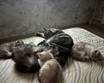 Кошки в Казани: Котята, помесь селкирк рекс с шотландским прямоухим Девочка, 25 000 руб. - фото 3