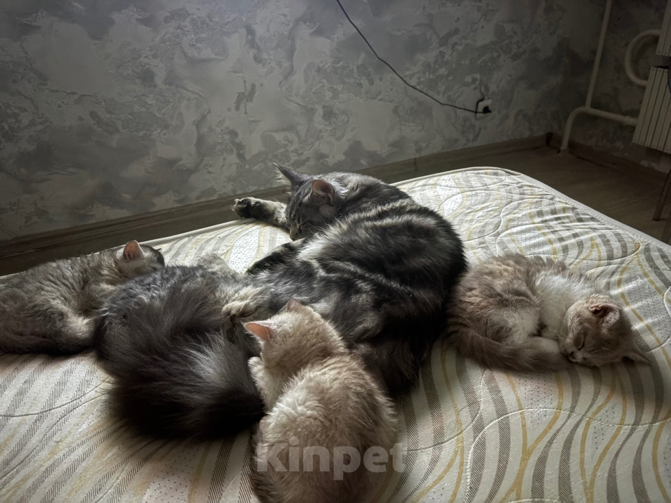 Кошки в Казани: Котята, помесь селкирк рекс с шотландским прямоухим Девочка, 25 000 руб. - фото 3