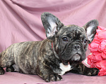 Собаки в Москве: Щенок французского бульдога Девочка, 45 000 руб. - фото 2