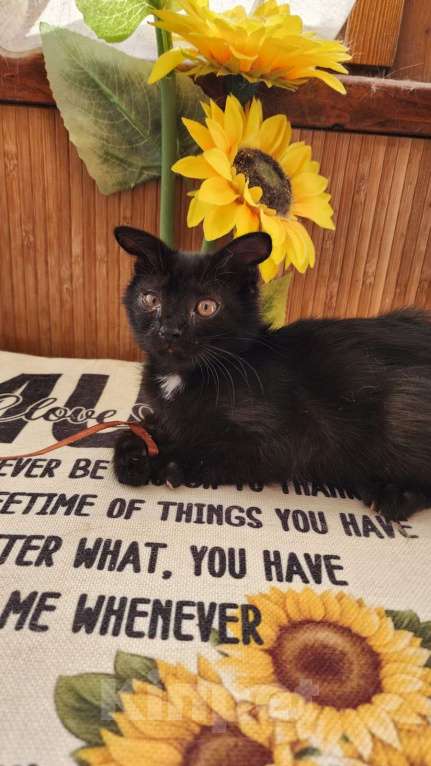 Кошки в Симферополе: Отдам котенка Мальчик, 500 руб. - фото 3