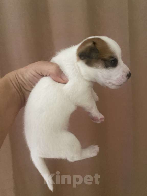 Собаки в Геленджике: Щенки Мальчик, 30 000 руб. - фото 1