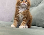 Кошки в Иркутске: Котенок мейн-кун Девочка, 20 000 руб. - фото 3