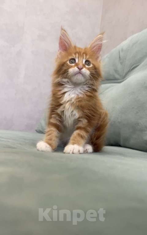 Кошки в Иркутске: Котенок мейн-кун Девочка, 20 000 руб. - фото 3