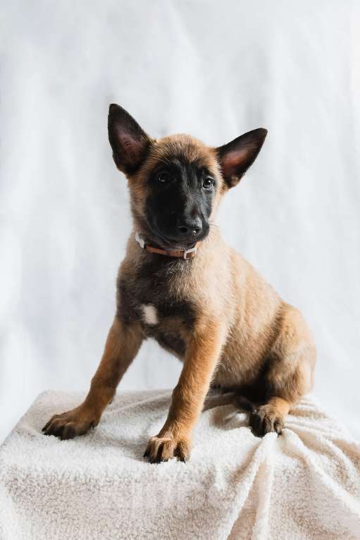 Собаки в Новосибирске: Кобель малинуа Мальчик, 55 000 руб. - фото 2