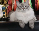 Кошки в Москве: Сибирский кот юниор Мальчик, 50 000 руб. - фото 3
