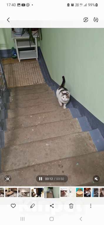 Кошки в Голицыно: Найден кот! п. Покровское, Одинцовский р-н. Мальчик, 1 руб. - фото 1