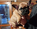 Собаки в Москве: Милый мальчик французский бульдог. Мальчик, 45 000 руб. - фото 2