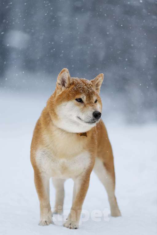 Собаки в Челябинске: Приглашаем к вязке Мальчик, 10 000 руб. - фото 2