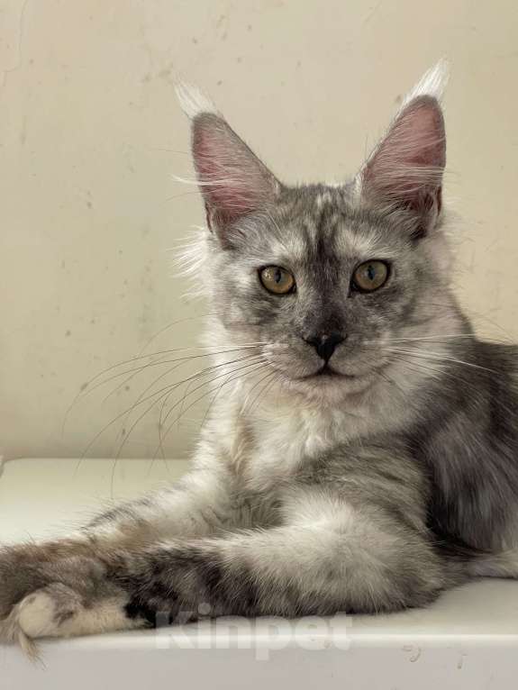 Кошки в Москве: ДЕВЧУШКА НА ВЫДАНЬЕ ИЗ ПИТОМНИКА Девочка, 60 000 руб. - фото 2