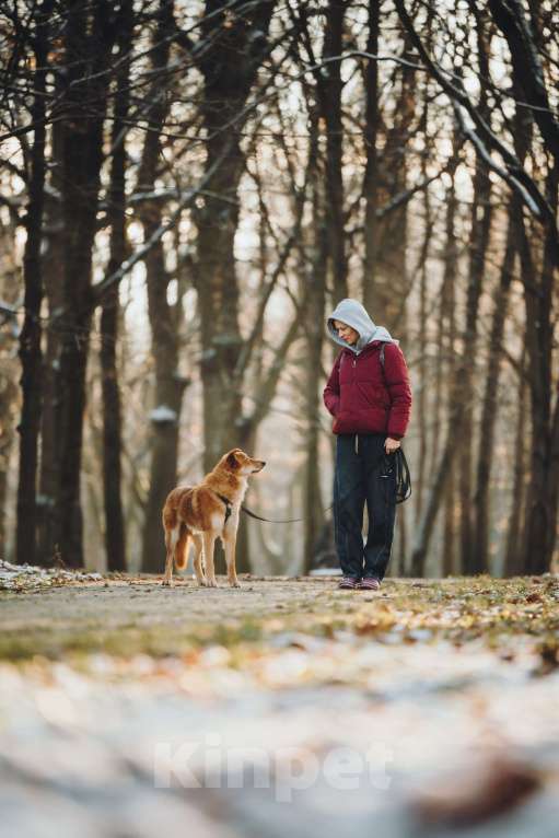 Собаки в Москве: Удивительный Яша ищет дом Мальчик, Бесплатно - фото 7