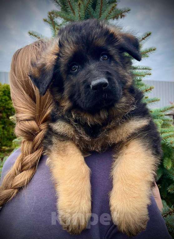 Собаки в Балашихе: яркий щенок немецкой овчарки длиношерстный Мальчик, 70 000 руб. - фото 2