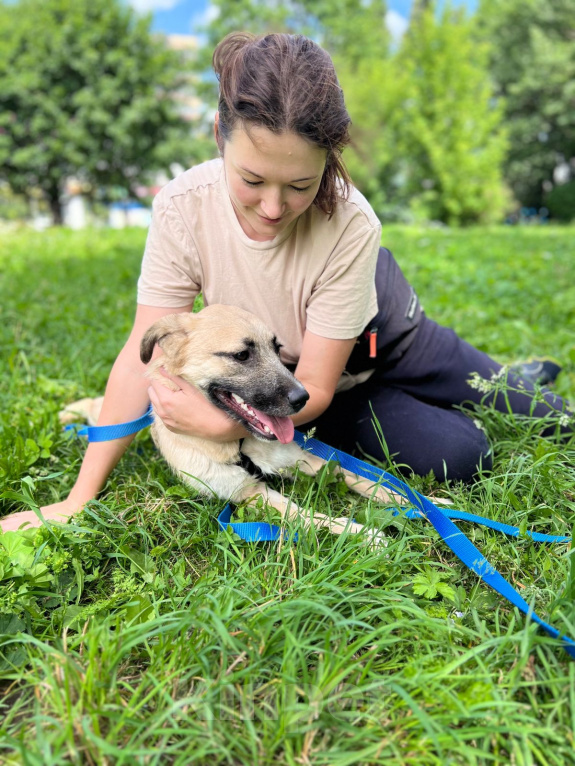 Собаки в Москве: Щенок Дейенерис ищет дом Девочка, Бесплатно - фото 3