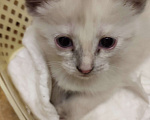 Кошки в Москве: Веселая кошечка Сноу шу Девочка, Бесплатно - фото 2