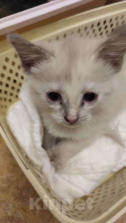 Кошки в Москве: Веселая кошечка Сноу шу Девочка, Бесплатно - фото 2