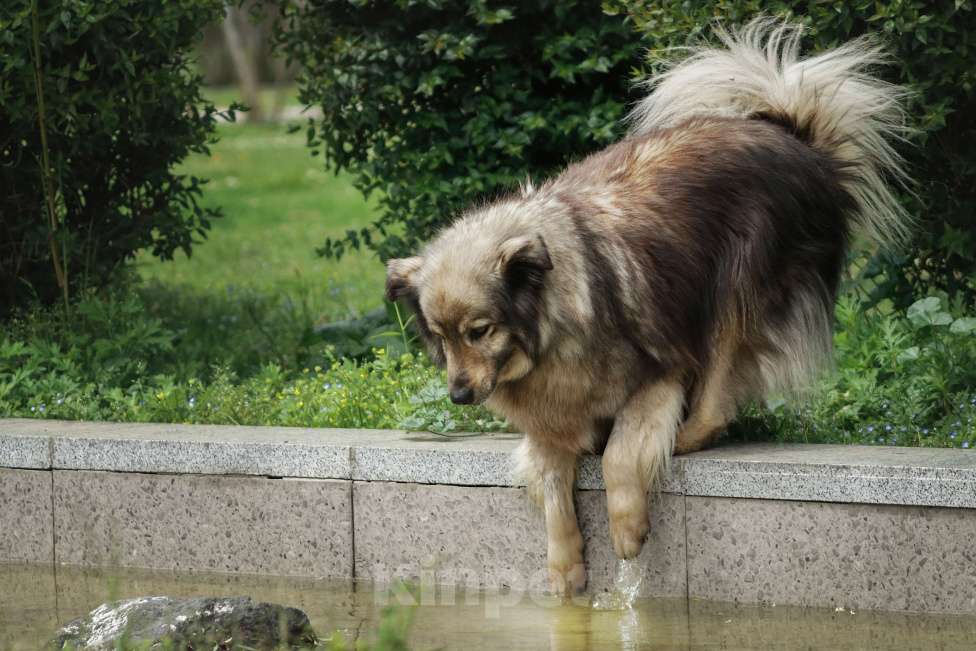 Собаки в Москве: Шикарный Сингер ищет дом Мальчик, Бесплатно - фото 5