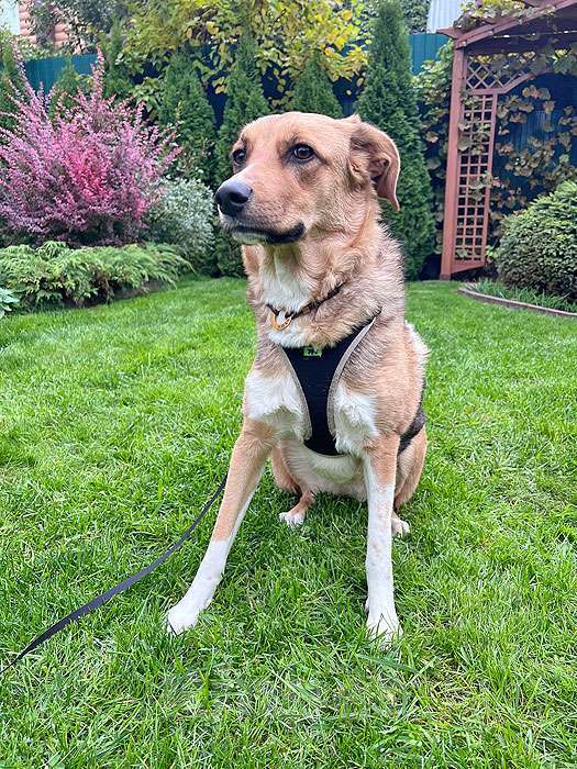 Собаки в Москве: Солнечная молодая собачка Шанти, отличный компаньон ищет дом Девочка, 10 руб. - фото 8