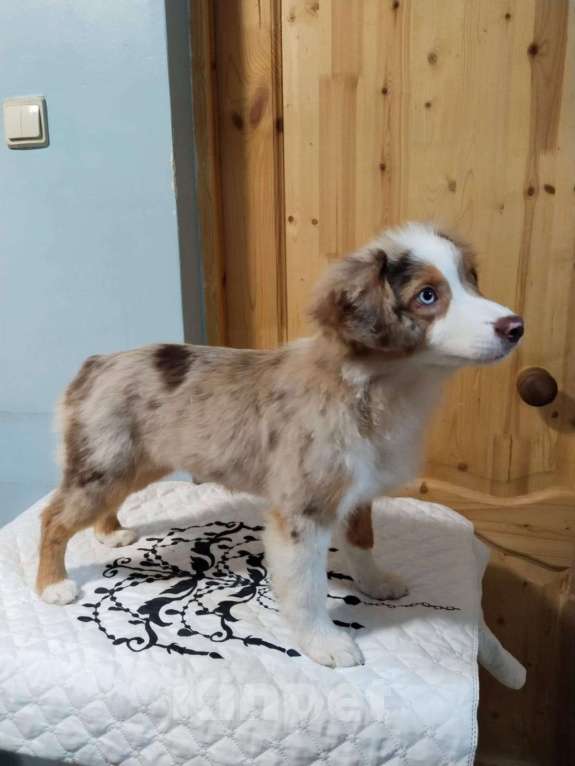 Собаки в Санкт-Петербурге: щенок миниатюрной американской овчарки (мини аусси) Девочка, 120 000 руб. - фото 5