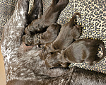 Собаки в Красноярске: Щенки курцхаара потомственные охотники Мальчик, 50 000 руб. - фото 2
