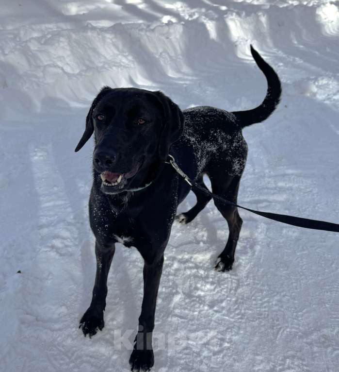 Собаки в Москве: Собака бесплатно в Москве Девочка, Бесплатно - фото 7