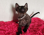 Кошки в Горячем Ключе: Котенок Девон Рекс девочка черная Девочка, 60 000 руб. - фото 2