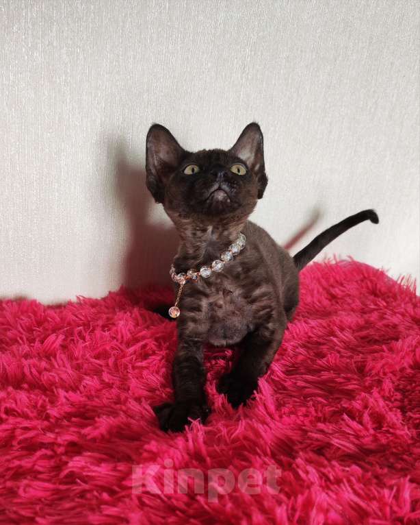 Кошки в Горячем Ключе: Котенок Девон Рекс девочка черная Девочка, 60 000 руб. - фото 2