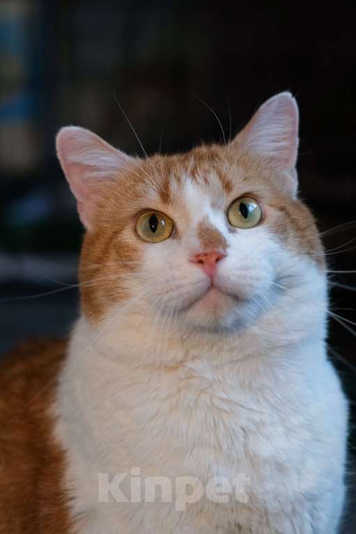 Кошки в Санкт-Петербурге: Паша из приюта в добрые руки Мальчик, Бесплатно - фото 9