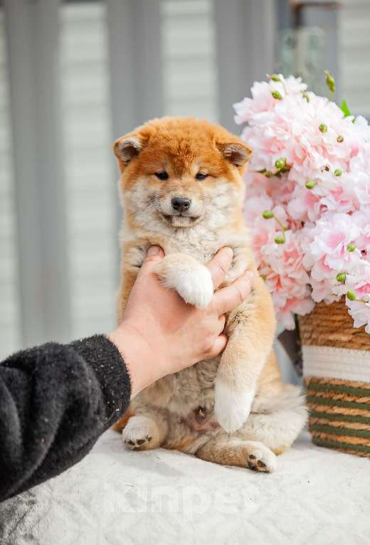 Собаки в Вологде: Сиба Мальчик, 80 000 руб. - фото 3