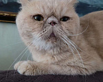 Кошки в Москве: Бывшедомашний выброшенный на моро котик ищет дом Мальчик, 1 руб. - фото 3