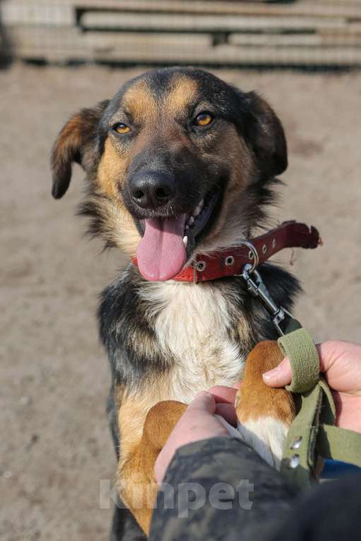 Собаки в Санкт-Петербурге: Отдам собаку бесплатно. Мальчик, Бесплатно - фото 2