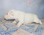 Собаки в Москве: Мальчик миниатюрного бультерьера Мальчик, 150 000 руб. - фото 4