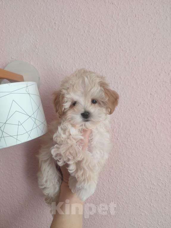 Собаки в Мытищах: Мальтипу F1 Мальчик, 80 000 руб. - фото 3