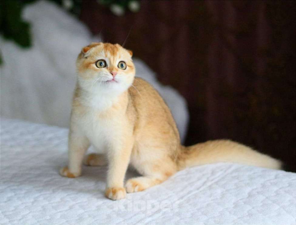 Кошки в Волгодонске: Котёнок Британский Девочка, 12 000 руб. - фото 1