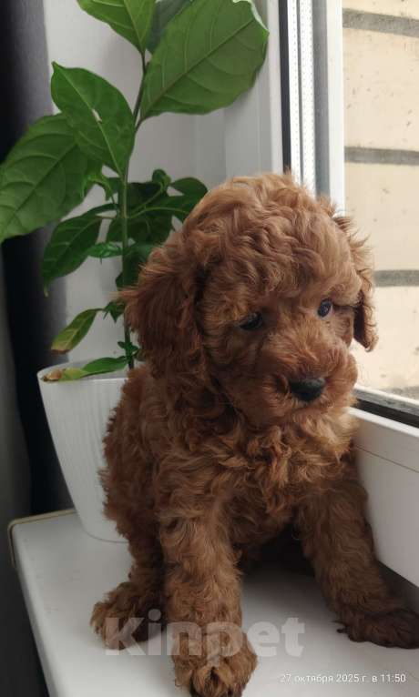 Собаки в Мытищах: Миниатюрный пудель Айла Девочка, 150 000 руб. - фото 5