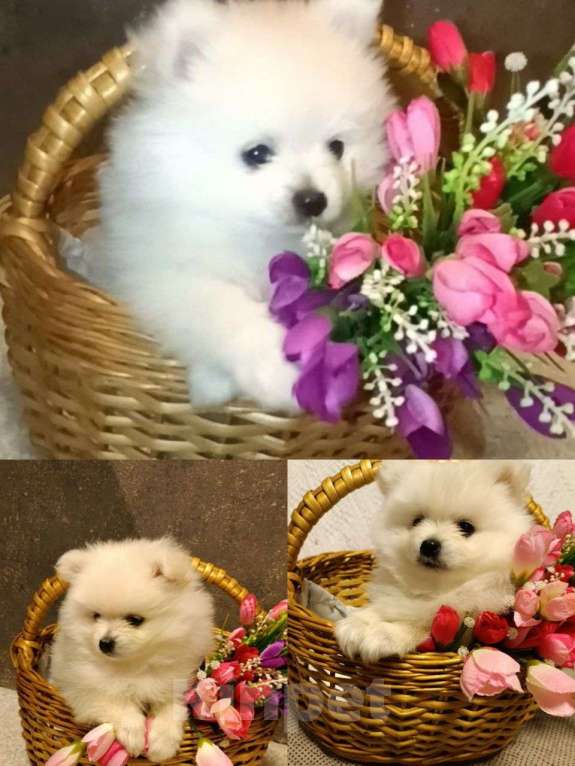 Собаки в Одинцово: Щенок померанского шпица Девочка, 50 000 руб. - фото 1