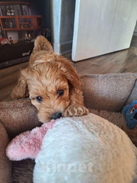 Собаки в Тюмени: Карликовый пудель  Мальчик, 55 руб. - фото 4