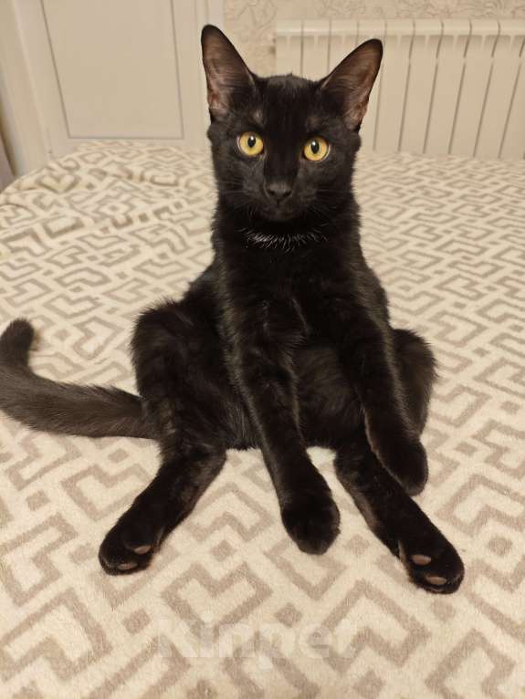 Кошки в Москве: Котёнок ищет дом  Мальчик, Бесплатно - фото 5