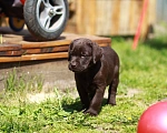Собаки в Нижнем Новгороде: Шоколадный щенок лабрадора  Мальчик, 35 000 руб. - фото 2