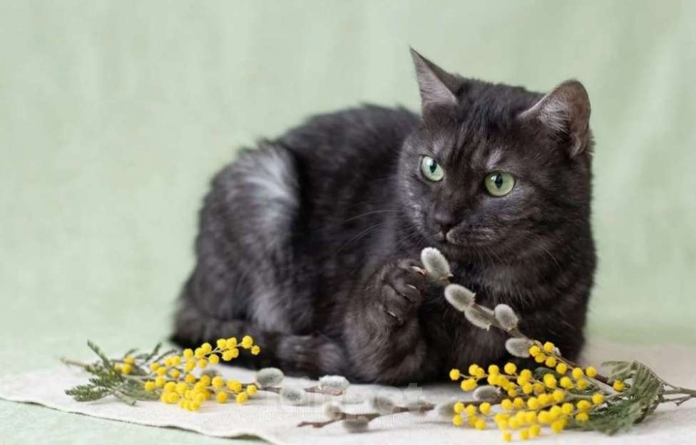 Кошки в Москве: Черная красавица Таги Девочка, Бесплатно - фото 4