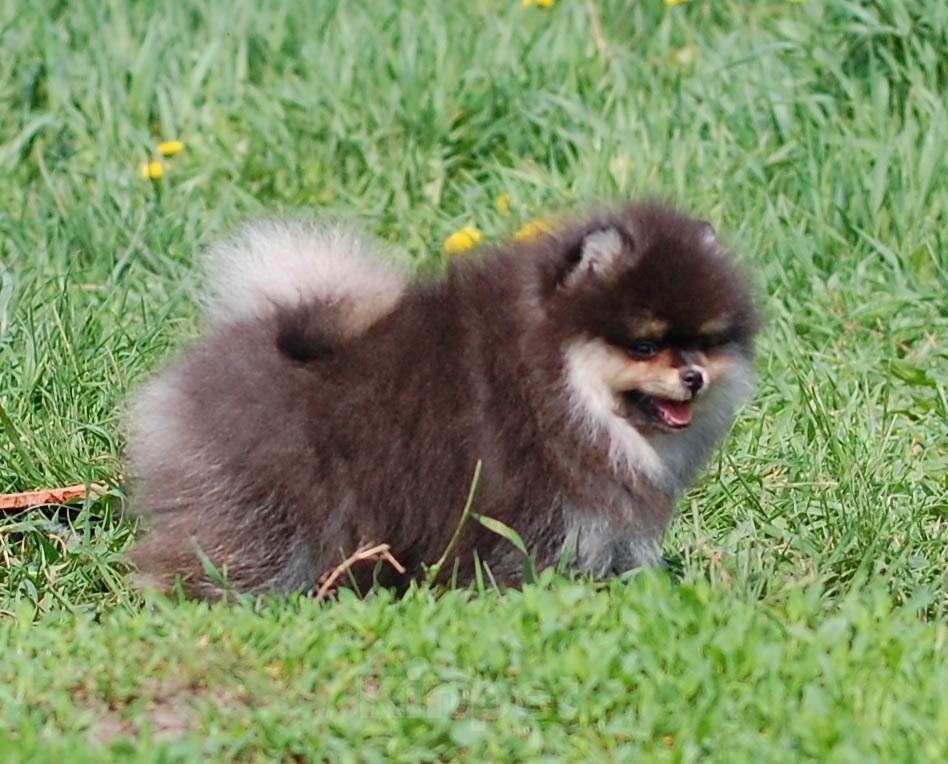 Собаки в других городах Воронежской области: Яркий мальчишка Мальчик, 60 000 руб. - фото 3