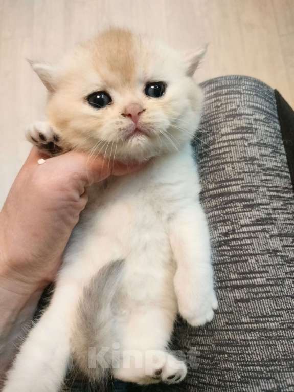 Кошки в Воронеже: Девочка биметаллик Девочка, 35 000 руб. - фото 2