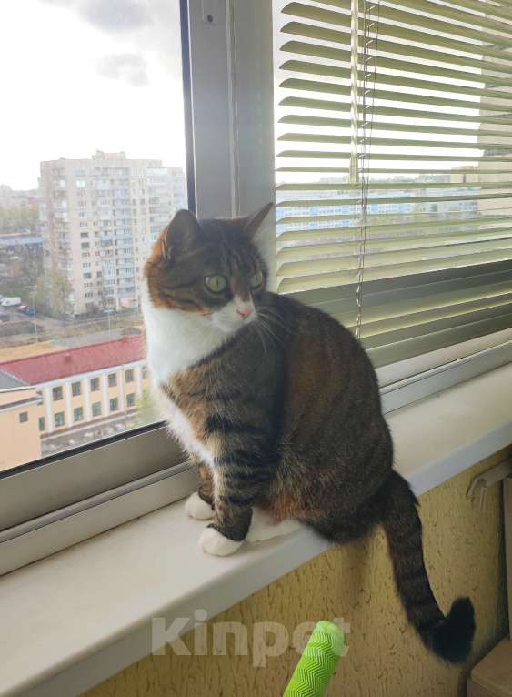 Кошки в Санкт-Петербурге: Отдадим в добрые руки кошечку Алису Девочка, Бесплатно - фото 5