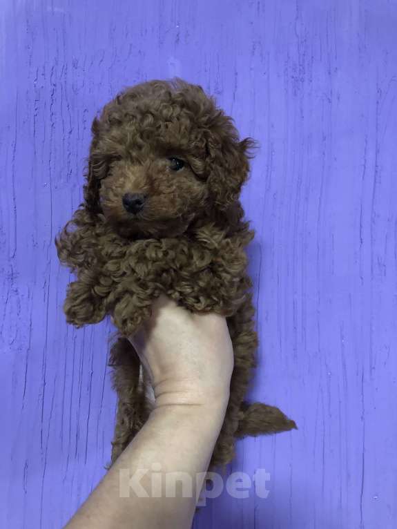 Собаки в других городах Московской области: Пудель Щенок  Мальчик, 55 000 руб. - фото 6