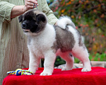 Собаки в других городах Ленинградской области: Питомник ZOLDEN THE NEVA предлагает щенков Американской акиты Мальчик, 80 000 руб. - фото 3